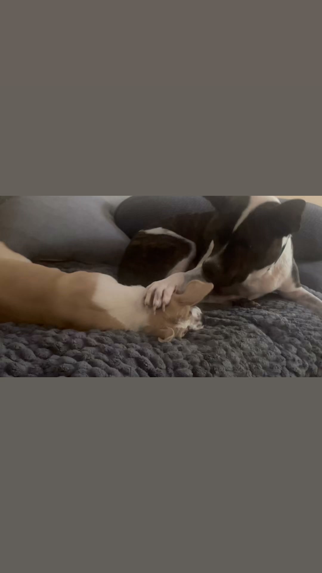 New Hope Animal Rescue