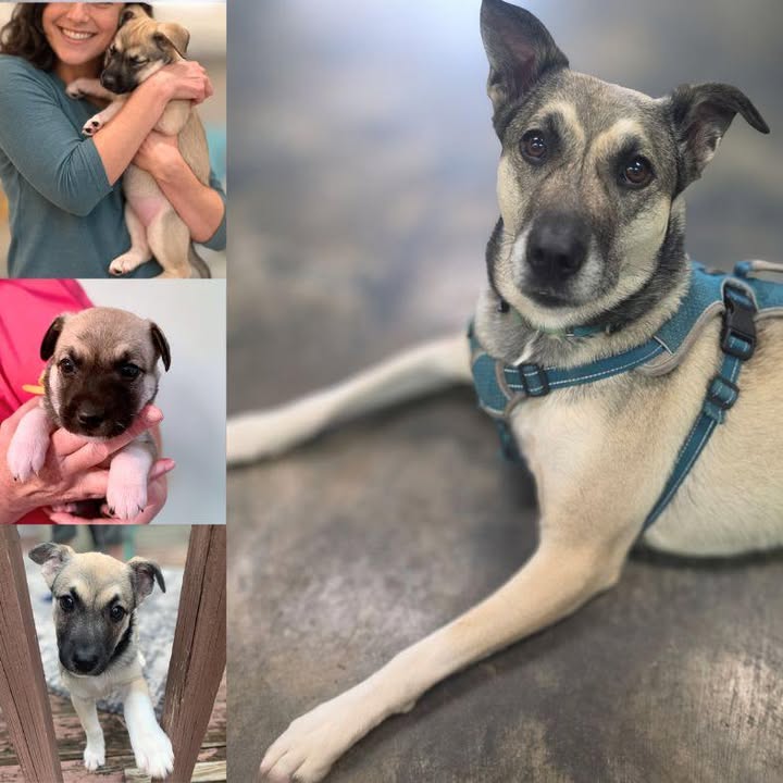 New Hope Animal Rescue
