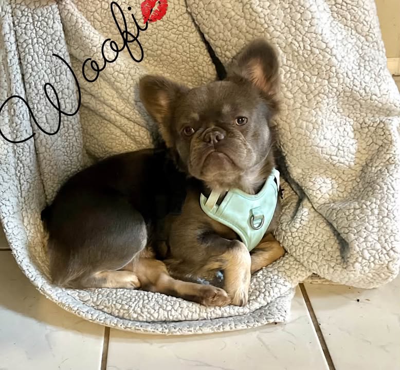 New Hope Animal Rescue