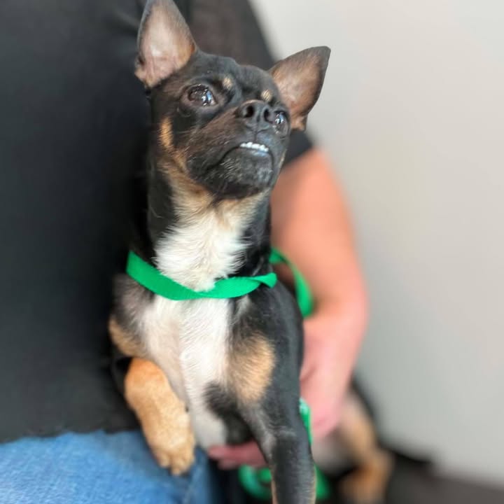 New Hope Animal Rescue
