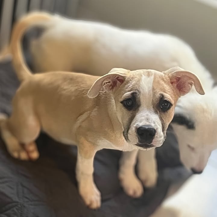 New Hope Animal Rescue