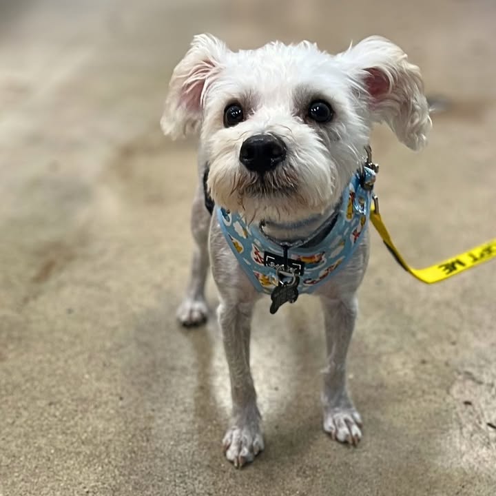 New Hope Animal Rescue