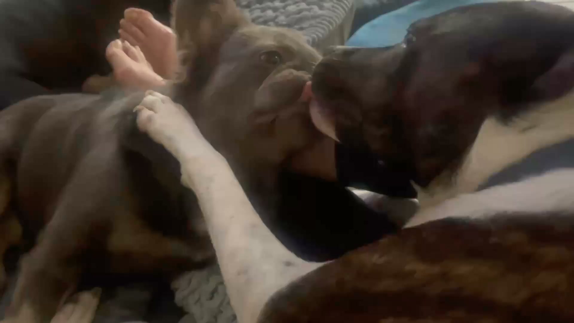 New Hope Animal Rescue