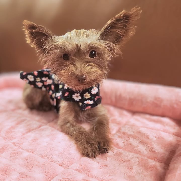 New Hope Animal Rescue