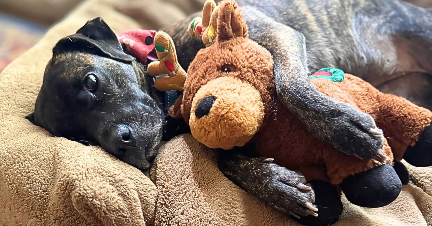 New Hope Animal Rescue