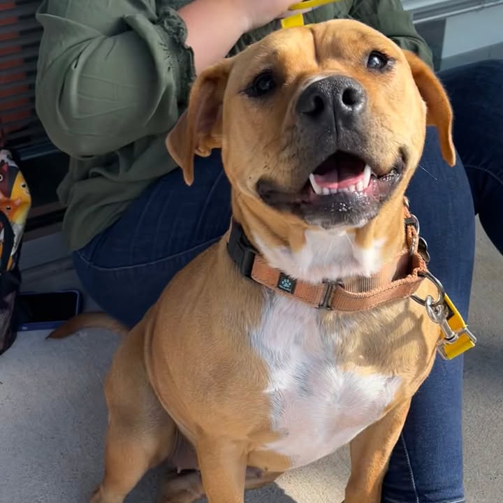 New Hope Animal Rescue