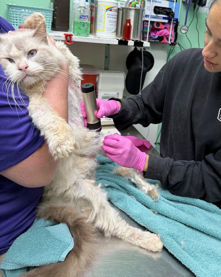 New Hope Animal Rescue