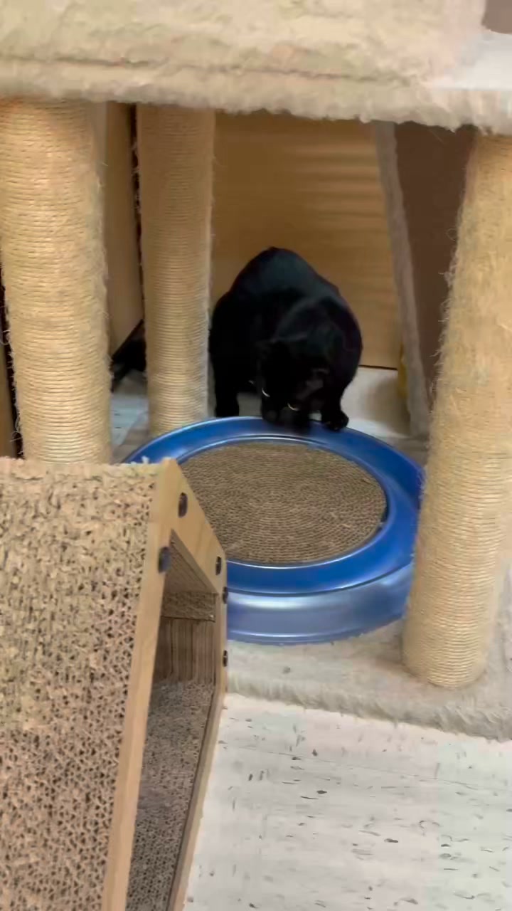 New Hope Animal Rescue