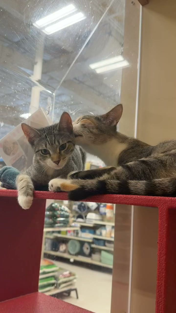 New Hope Animal Rescue