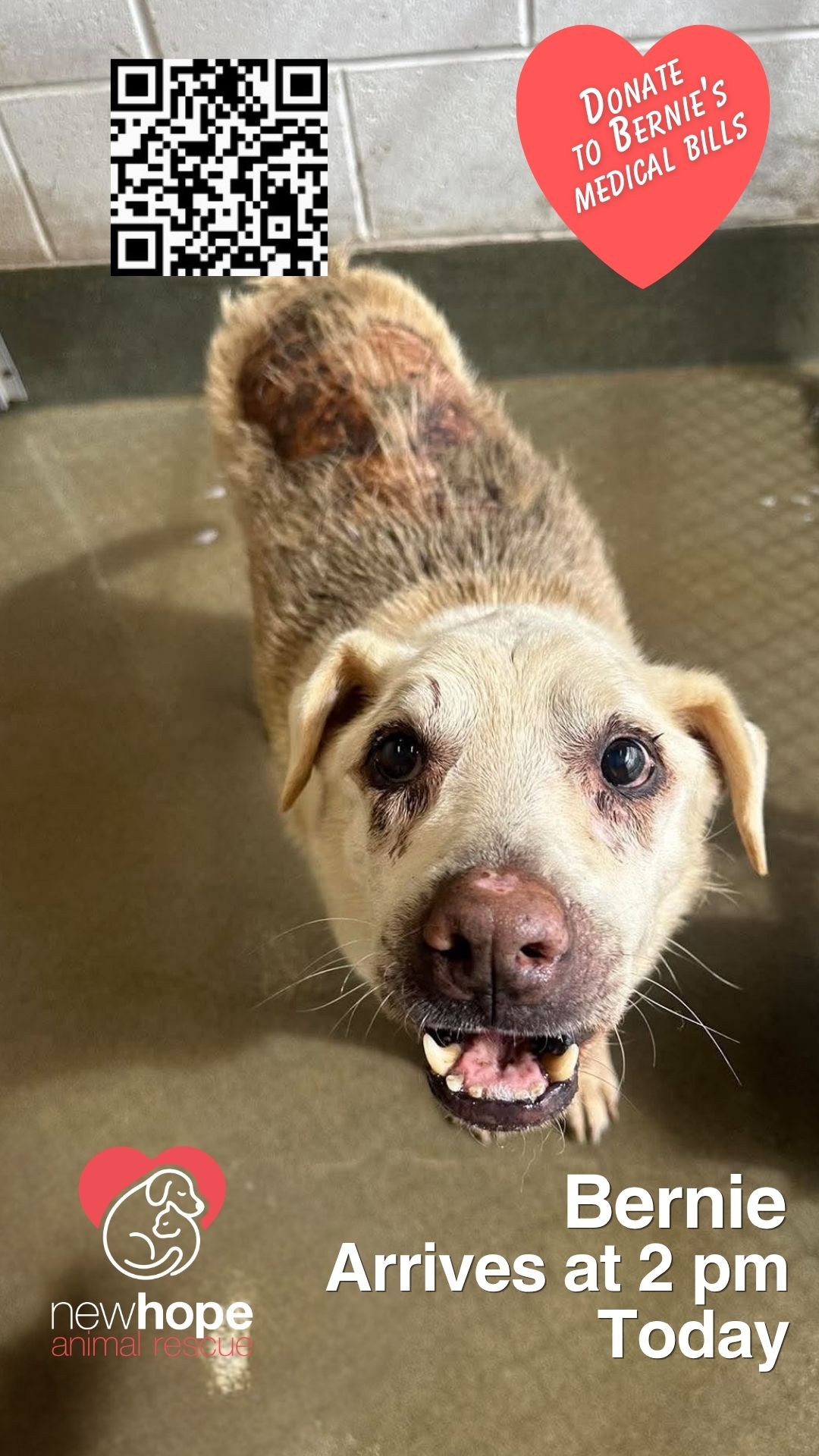 New Hope Animal Rescue
