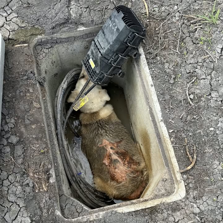 New Hope Animal Rescue