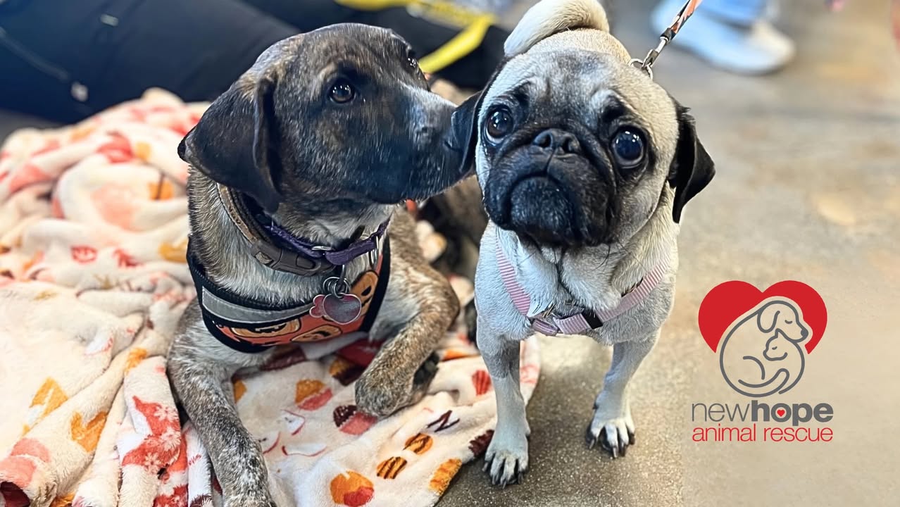 New Hope Animal Rescue
